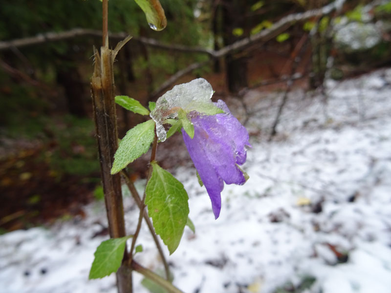 prime escursioni sulla neve....autunno  2019